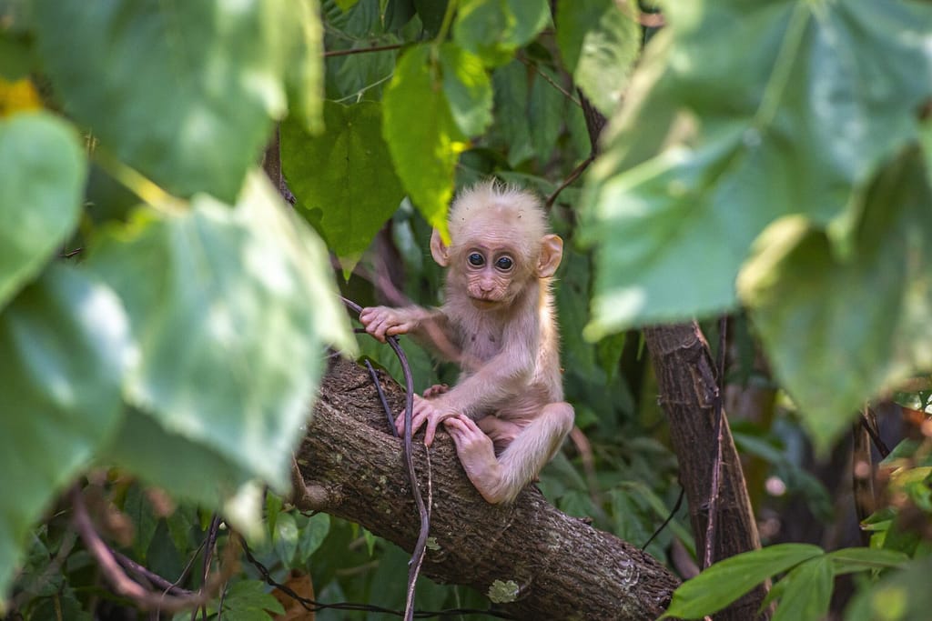 baby monkey
